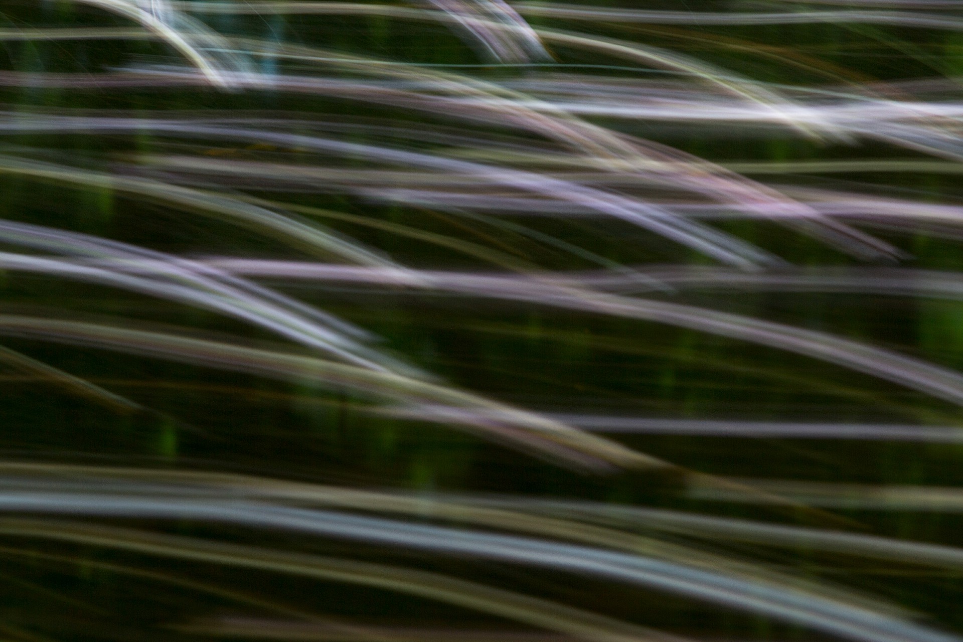 Blütenblätter auf Gartenteich