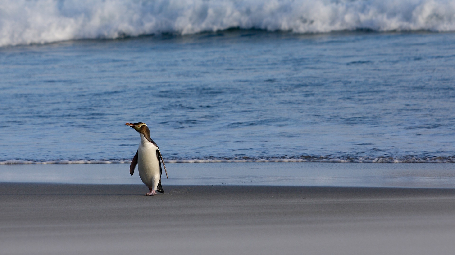 Gelbaugen-Pinguin Neuseeland