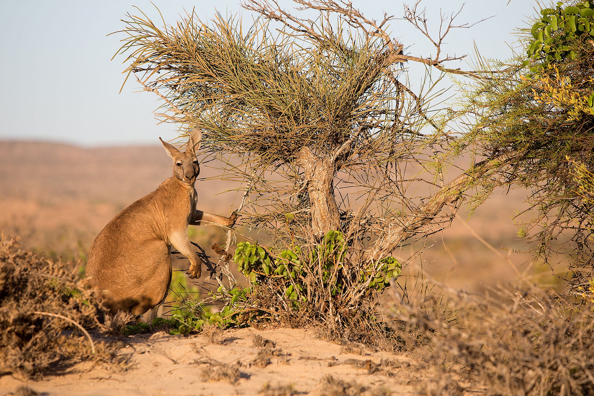 Kanguruh westaustralien