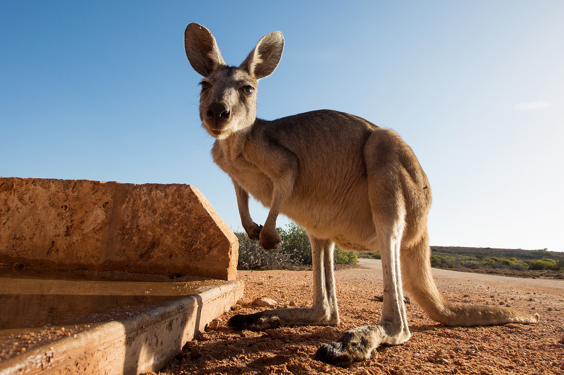 Kanguruh Westaustralien