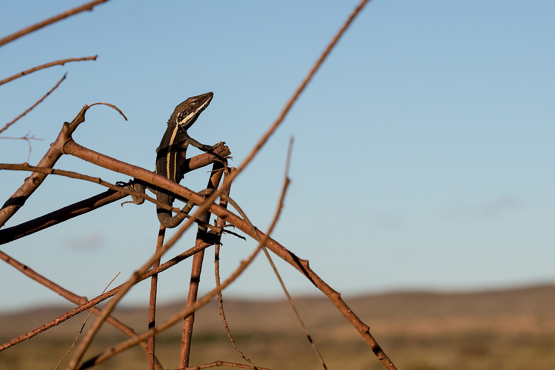 Lizard Westaustralien
